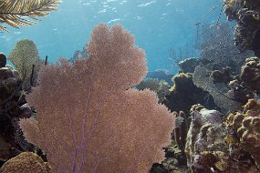 Cayman Islands-594