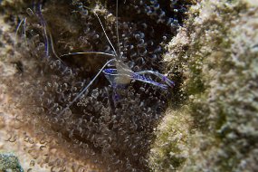 Cayman Islands-598