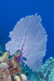 Cayman Islands-601