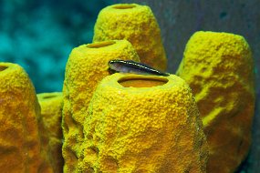 Cayman Islands-67