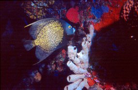 angelfish