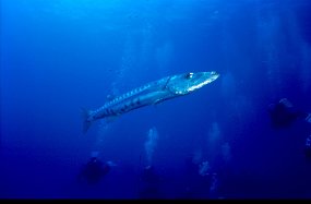 baracuda