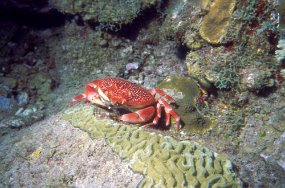crab1