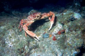 crab3