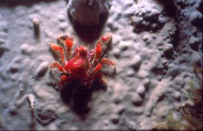 crab4