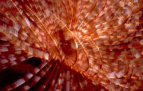 feather