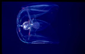 jelly