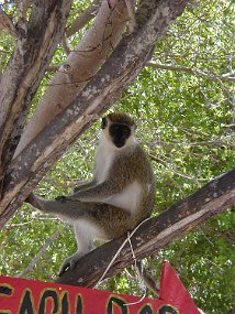 monkey1
