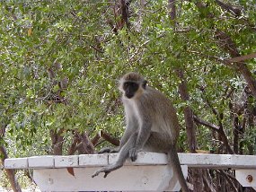 monkey4