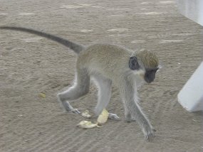 monkey5
