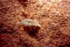 nudi