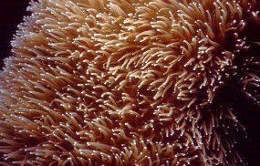 polyp1