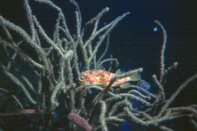 puffer