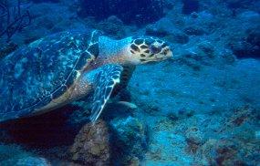 turtle1
