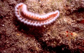worm