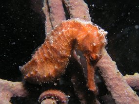 PB261071