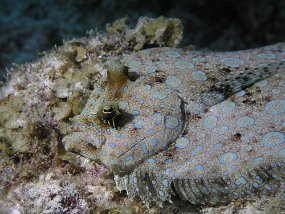 PB261103