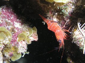 PB261115