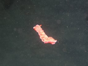 PB261117