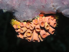 PB271138