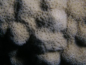 PB291376