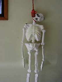 skeleton