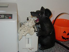 rat