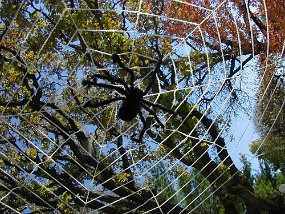 web
