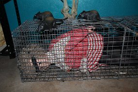 Halloween 2015-101