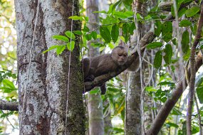 Rain Forest-1038