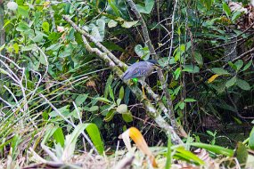 Rain Forest-105