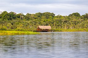 Rain Forest-107