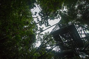 Rain Forest-115