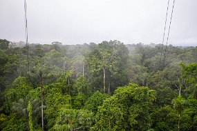 Rain Forest-119
