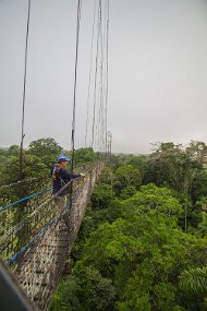 Rain Forest-123