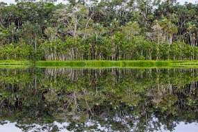 Rain Forest-1278