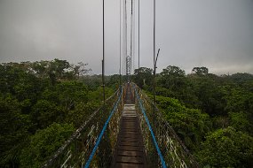 Rain Forest-129