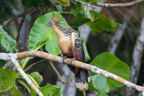 Rain Forest-1290