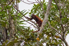Rain Forest-1322