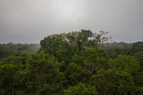 Rain Forest-133