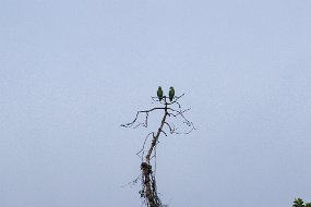 Rain Forest-139
