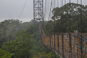 Rain Forest-141