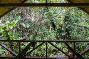 Rain Forest-1420