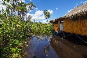 Rain Forest-1428