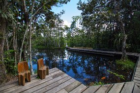 Rain Forest-1434