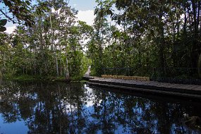 Rain Forest-1436