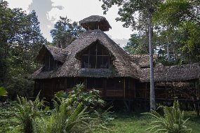 Rain Forest-1440