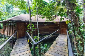 Rain Forest-1448