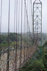 Rain Forest-145