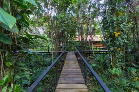 Rain Forest-1454